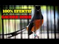 Efektiff Pancingan Murai Batu Super Untuk Terapi Murai Stres Dan Macet Bunyi Dijamin Gacor Mp3 - Mp4 Download
