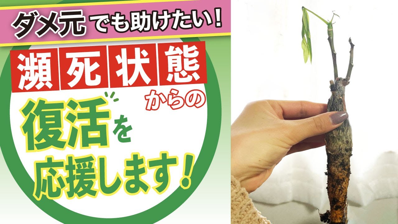 ダメ元でも助けたい！瀕死状態からの復活を応援します【よくあるご質問】