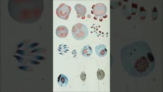 Microbiological Research | Wikipedia audio article