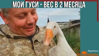 Вес гусей в 2 месяца. Особенности выращивания гусей в деревне. 