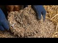 Extreme Front Hoof Maggot Infestation 😱 | Both Hooves Fully Infected Removal