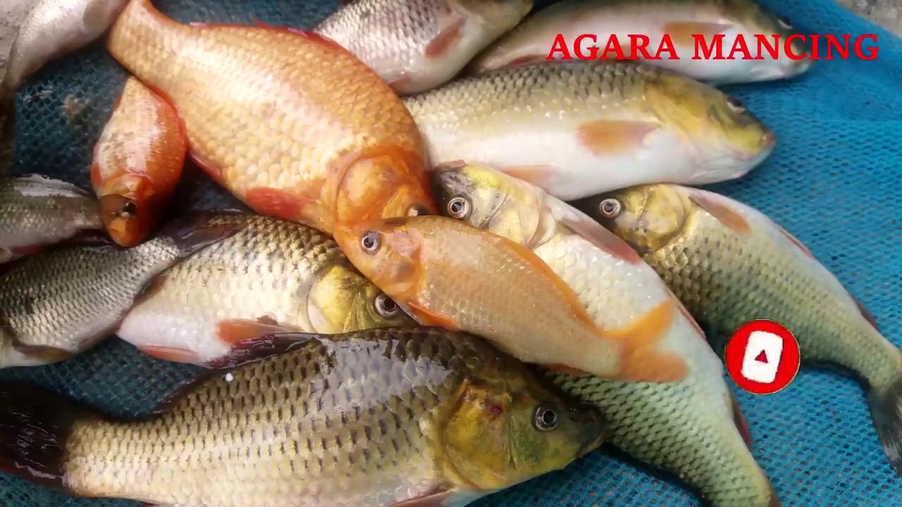 Hasil Mancing 15 06 2020 | Tidak disangka.. banyak dapat ikan Mas ikan