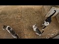 Hungry Cats Come To me and Meow Your Heart will melt
