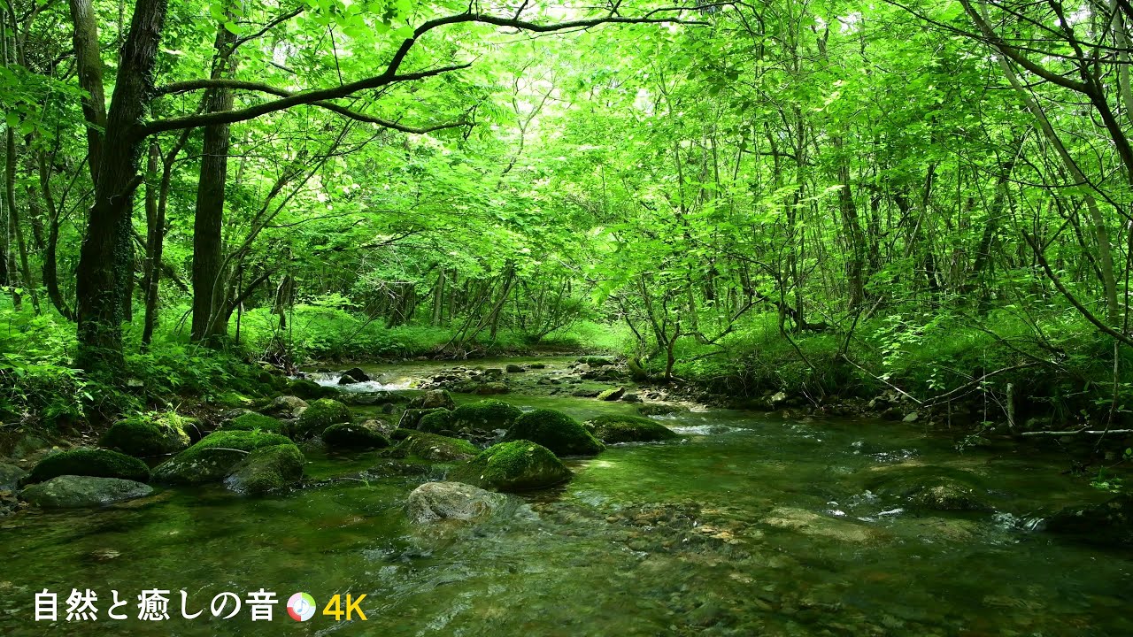 【自然の音】癒される新緑の森林と川のせせらぎ、睡眠、リラックス、ストレス、自律神経を整える、疲労軽減、作業用BGM/River Sound ...