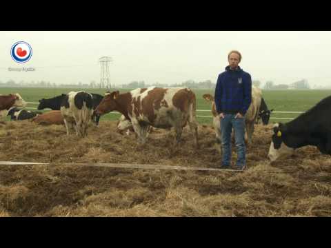 Video: Waarom Koeien En Geiten Geen Rauwe Aardappelen Mogen Krijgen