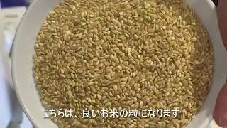 最短7日発送】〔選べる容量・玄米/精米・発送月〕にじのきらめき 5kg