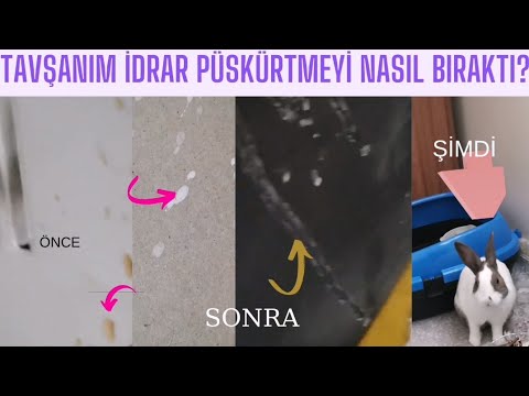 Video: Sağlıklı Tavşanlarda Ani Ölümlerin Sık Görülen Sebepleri