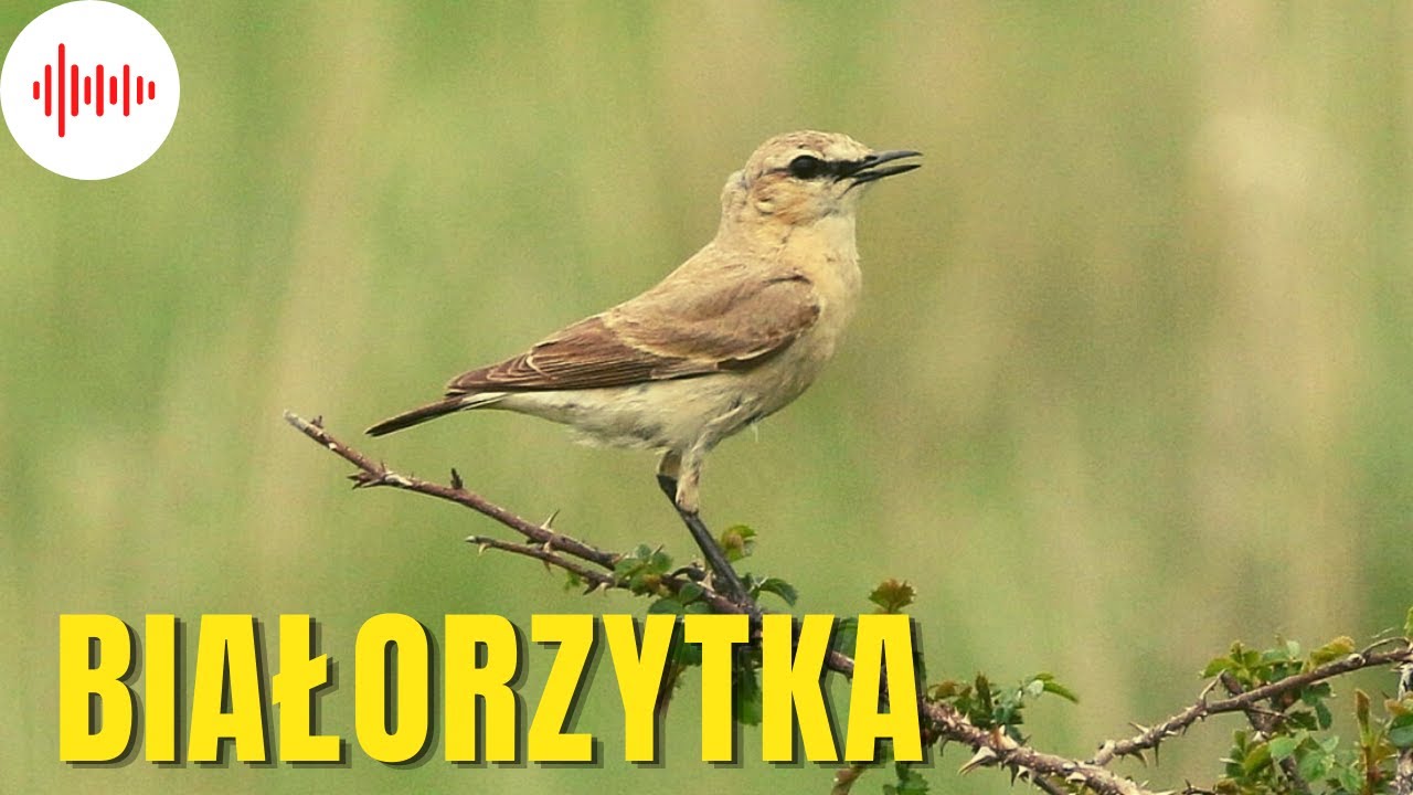 Białorzytka. Odgłosy i Dźwięki jakie wydaje Białorzytka. Jak robi