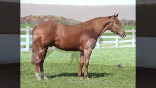 **SOLD**2020 NRHA Select Yearling Sale: ShootinOutTheLights Hip# 2045