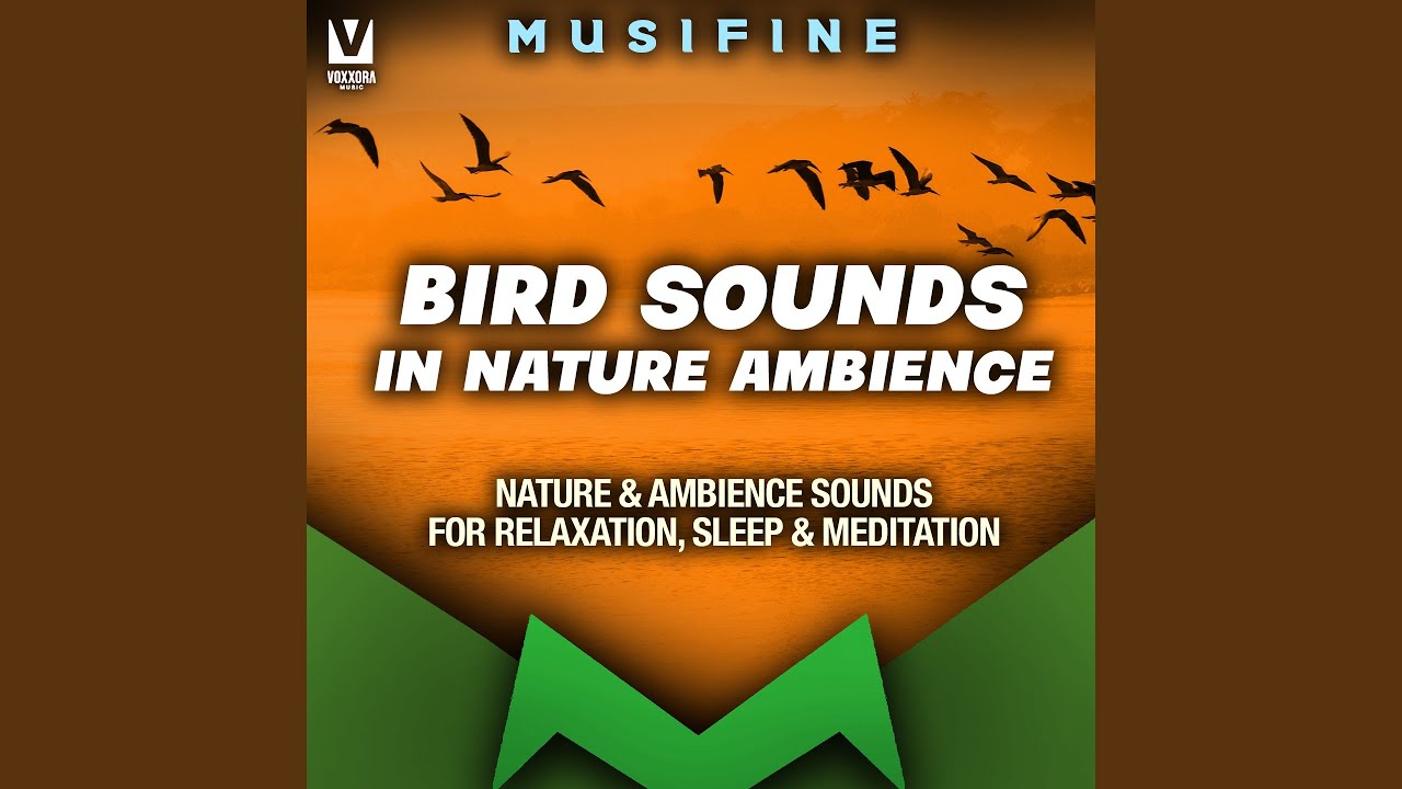 Bird Sounds in Nature Ambience (Nature & Ambience Sounds for Relaxation ...