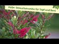 Hebe zchter arbeiten an winterharter strauchveronika  mdr garten  mdr