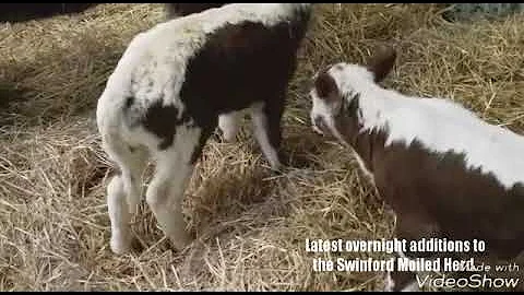 Twin Irish Moiled Bull Calves in Swinford