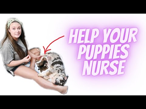 How to help your puppies nurse - Tips and Tricks