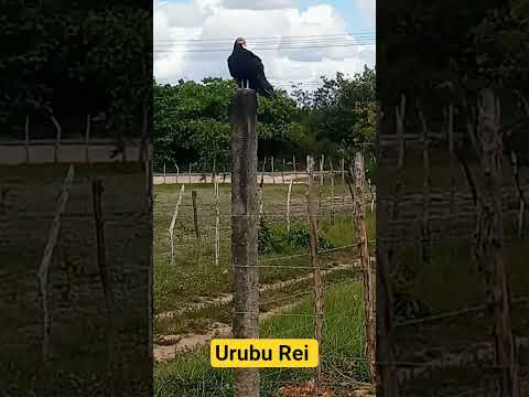Urubu rei pousando de gatão! #animais #aves