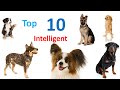 Top 10 Intelligent Dog Breeds In The World – World’s Smartest Dog Breeds