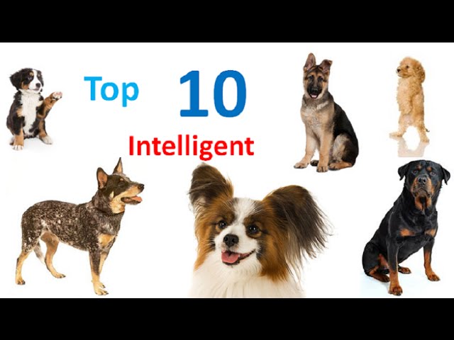 top 10 intelligent dog breeds