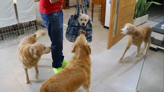 My Dogs Meets Hers New Brother by Goldenland 19,932 views 3 years ago 1 minute, 58 seconds