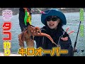 2021年明石沖の船タコ解禁!　キロオーバーの春タコ攻略の秘訣は?【ガッ釣り関西091】