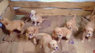 Golden Retriever puppies fangbigani