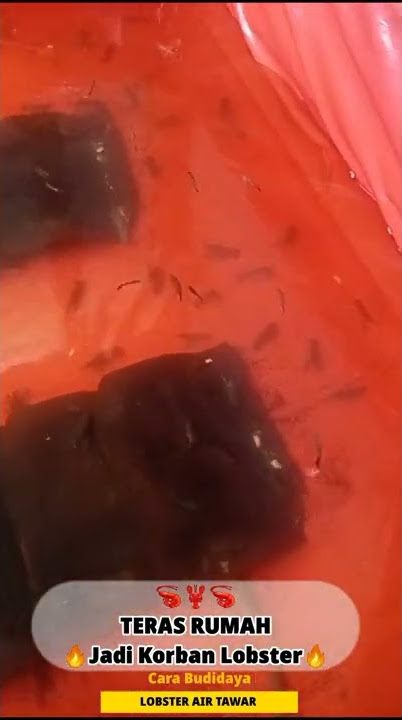 JADI KORBAN‼️Lahan Sempit, Teras pun Jadi Kolam✅ Budidaya Lobster Air Tawar Pemula🦞🦞