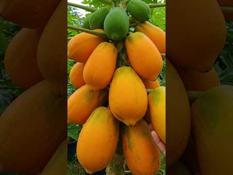 🌿How to Propagate