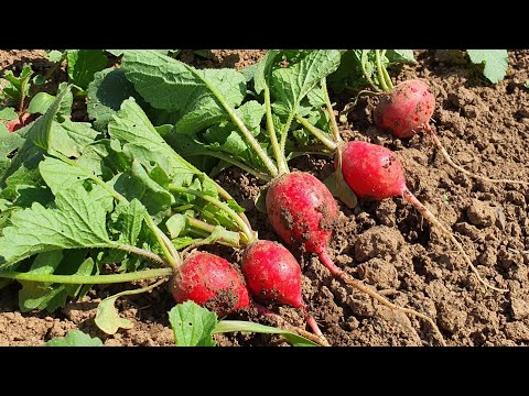 Video: Šta je Salal Plant - Saznajte više o njezi Salal Plant