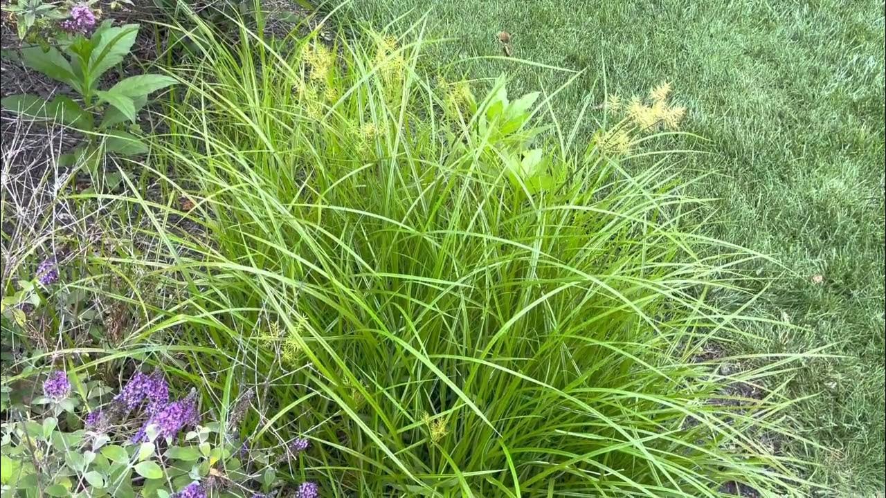 MORE Yellow Nutsedge INVASIVE TUBER “ Weed “ + Management Turf, Lawn