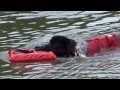 Newfoundland Dog**Bodhi & Friends Water Training** 4th July 2015 Newfoundland Dog**Bodhi & Friends Water Training** 4th July 2015