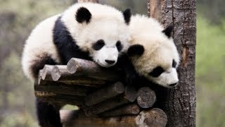 Funny Baby Pandas - Best compilation 2017