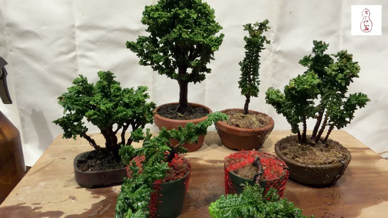 Creating Various Bonsai Styles from Hinoki Cypress Cuttings