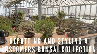 Repotting U0026 Styling A Customers Bonsai Collection