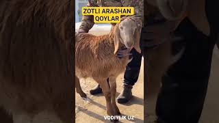 Havas Qilganlar Obuna Bolb Qoyamiz.