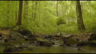 best oromo classical music screenshot 4