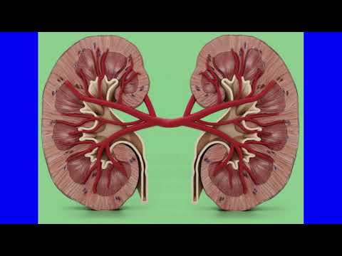 Видео: Нефронът част от бъбрека ли е?