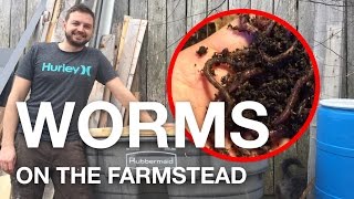 ATTEMPTING WORM COMPOSTING - Would Love Feedback On Our Vermicomposting Setup