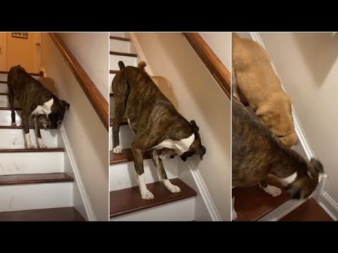 Dog helps blind puppy walk down the stairs. Emotional TikTok video goes viral