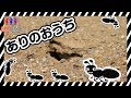 蟻（あり）を観察｜Observe ants｜子供向け知育動画