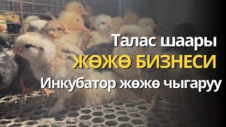 Жөжө центр Инкубатор кызматы Талас шаары