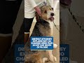 Heat warning issued for central PA | District attorney explains no charges in PA dog hot car death