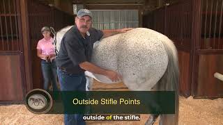 Masterson Method technique for releasing tension in the horse's stifle
