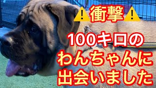 三重県 鈴鹿 ドッグラン 100キロ超えのイングリッシュマスティフに出会えました😳❤️ 超大型犬 グレートデン 渡辺ボス ラブラドール ゴールデンレトリバー シェパード シベリアンハスキー