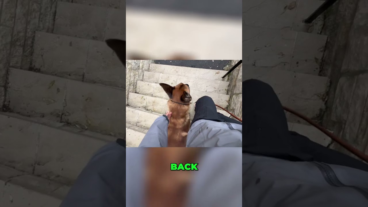 Dog Training: Simple Commands to Impressive Tricks! 