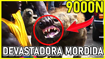 ¿La mordedura de una hiena es más fuerte que la de un león?