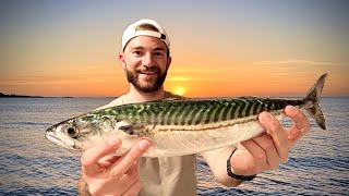 Catching A HUGE Mackerel for Food! UK Mackerel Catch & Cook