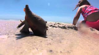 conch time lapse