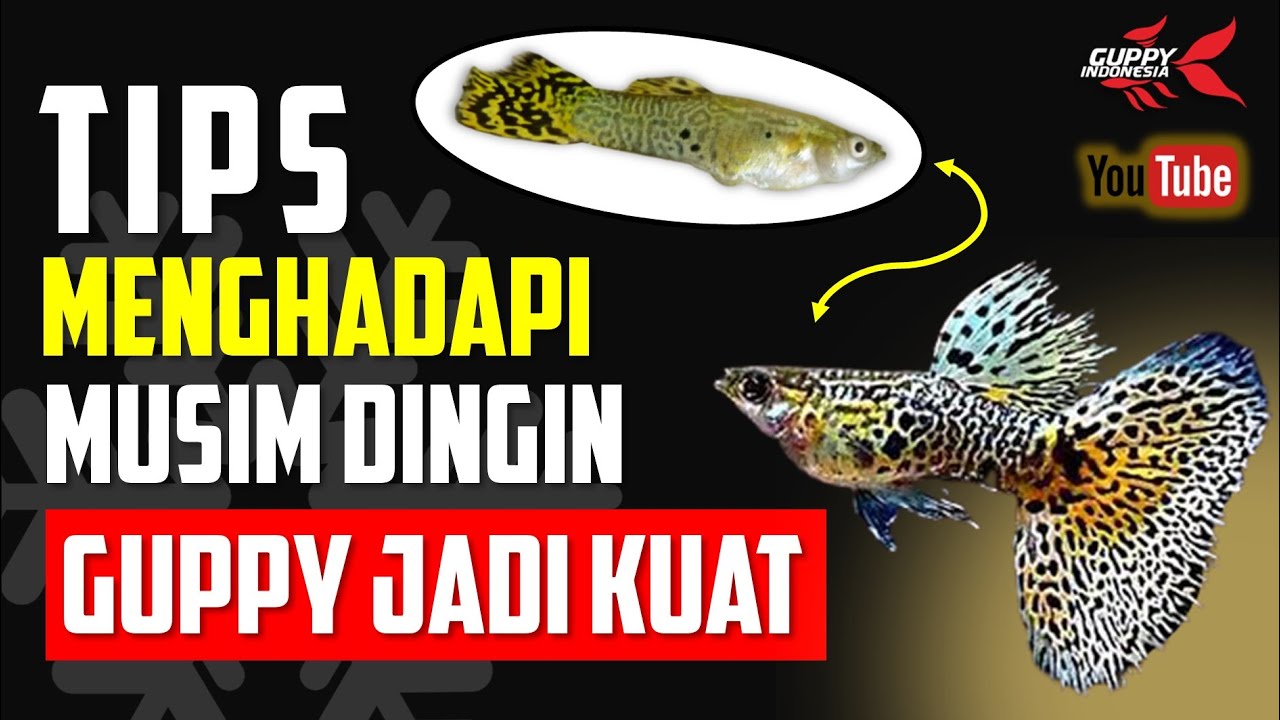 RAHASIA GUPPY KUAT DI MUSIM DINGIN. TIPS TERAKHIR JARANG PEMULA TAU