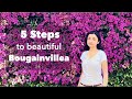 Trim bougainvillea in 5 steps see how to grow beautiful bougainvillea