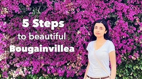 Trim Bougainvillea in 5 Steps: See How to Grow Beautiful Bougainvillea