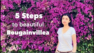 Trim Bougainvillea in 5 Steps: See How to Grow Beautiful Bougainvillea