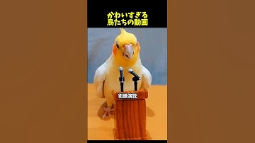 【Part23】鳥好きにはたまらない動画/ Video for bird lovers #インコ #ペット #鳥 #かわいい  #parrot #birds #cute #pets